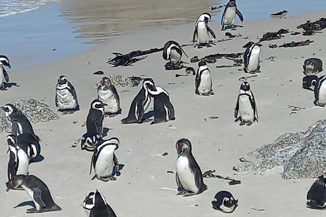 Full Day Tour for Cape of Good Hope & Boat to Seals Island - In summary, this tour is an excellent pick for those seeking an all-in-one Cape Town experience that combines scenery, wildlife, and history. The knowledgeable guides, stunning vistas, and inclusion of key sites provide great value. It’s ideal for first-time visitors, wildlife lovers, and anyone wanting to maximize their day in South Africa’s beautiful Cape.