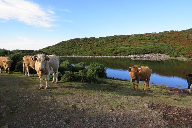 full-day-tour-in-4x4-jeep-to-porto-moniz-and-fanal