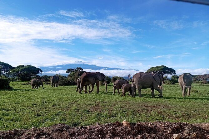 Full Day Tour in Amboseli National Park from Nairobi - Detailed Review of the Amboseli Full-Day Tour