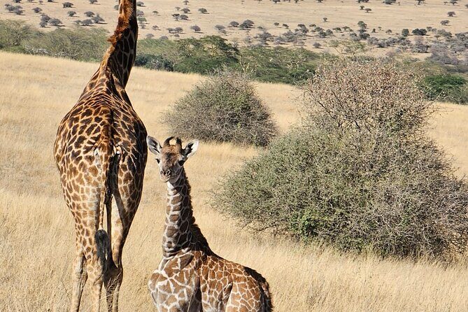 Full Day Tour in Amboseli National Park from Nairobi - Who Will Love This Tour?