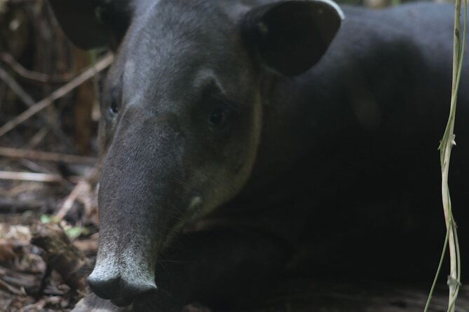 full-day-tour-in-corcovado-national-park