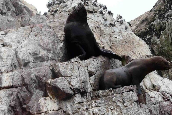 full-day-tour-in-ica-paracas-and-huacachina-from-lima