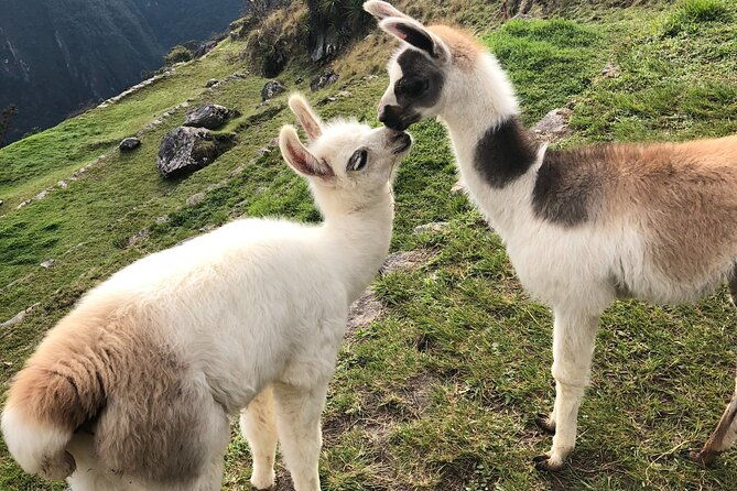 full-day-tour-in-machu-picchu-with-pick-up