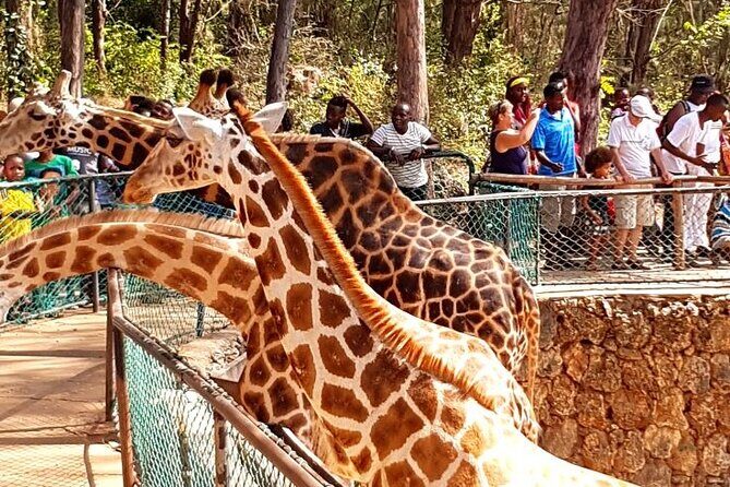 Full day tour in Mombasa - Exploring Mombasa: A Full-Day Tour Review