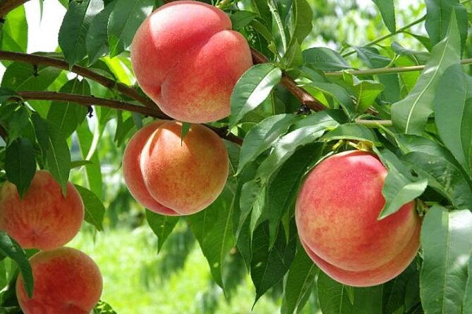 full-day-tour-in-mount-fuji-and-oishi-park-with-fruit-picking