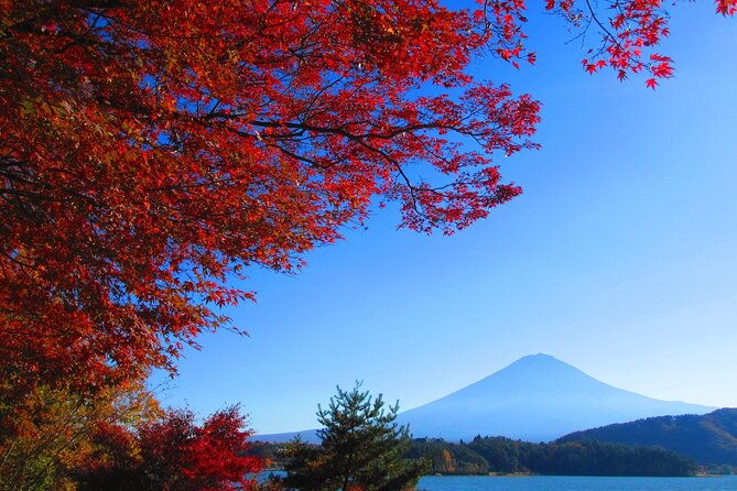 full-day-tour-in-mount-fuji-and-oishi-park-with-fruit-picking