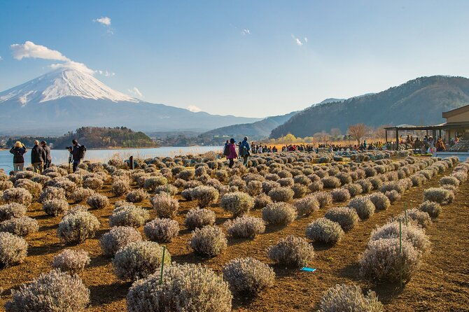 full-day-tour-in-mount-fuji-and-oishi-park-with-fruit-picking