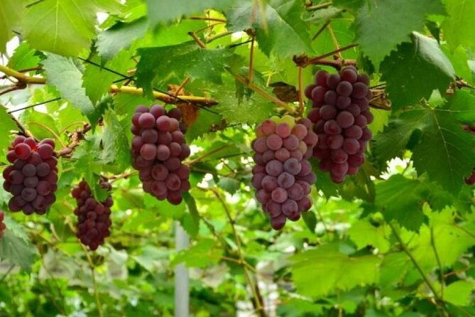full-day-tour-in-mount-fuji-and-oishi-park-with-fruit-picking