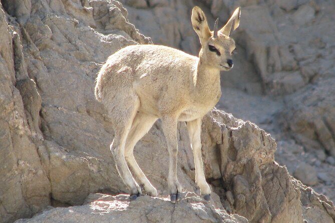 Full-Day Tour in Namib Desert from Swakopmund, Namibia - Key Points  