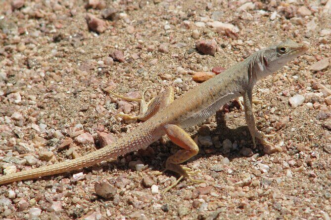 Full-Day Tour in Namib Desert from Swakopmund, Namibia - Authentic Experiences and Genuine Insights  
