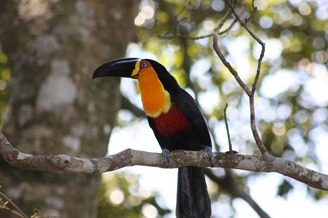 full-day-tour-in-rio-pepino-beach-tijuca-forest-corcovado-and-santa-teresa