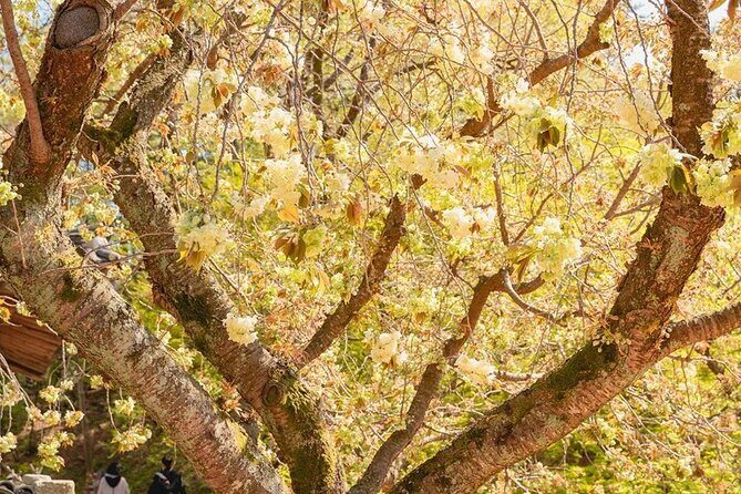 Full Day Tour in Seosan Gaesimsa, Munsusa and Suwon Hwaseong - Exploring the Itinerary in Detail