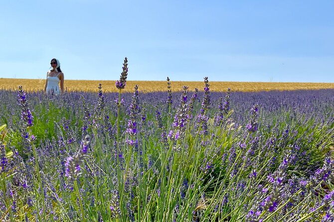 full-day-tour-in-the-lavenders-of-valensole-or-sault