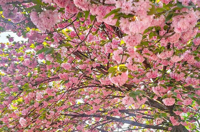 Full Day Tour Jeonju Hanok Village, Wansan Park and Gakwonsa - FAQ