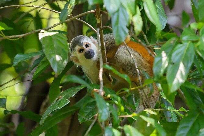 full-day-tour-manuel-antonio-national-park-from-san-jose