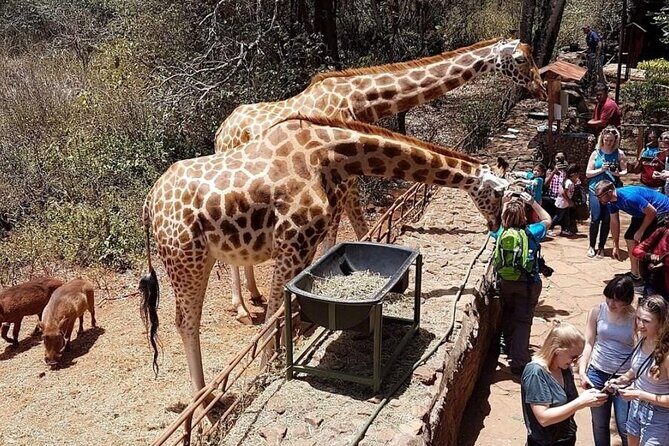 Full Day Tour Nairobi National Park, Giraffe Center ,Karen Blixen - Who Is This Tour Perfect For?