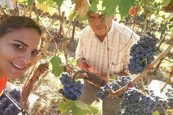full-day-tour-of-algarve-wineries-from-albufeira