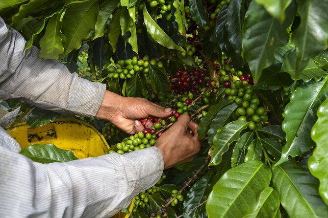 full-day-tour-of-cocora-valley-salento-and-coffee-farm-tour-from-pereira