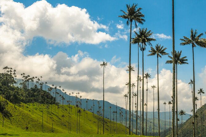 full-day-tour-of-cocora-valley-salento-and-filandia-coffee-town-from-armenia