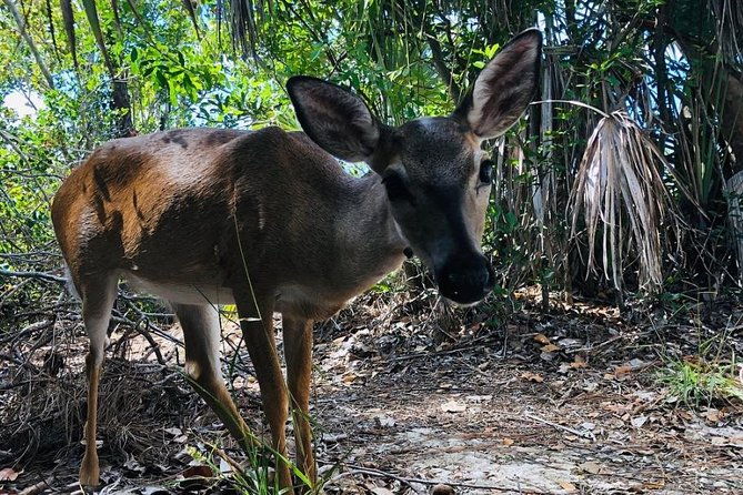 full-day-tour-of-florida-keys-including-aquarium-encounters-from-key-west-2