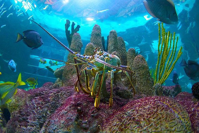 full-day-tour-of-florida-keys-including-aquarium-encounters-from-key-west