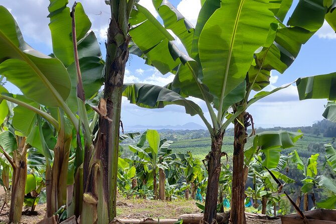 full-day-tour-of-guadeloupe