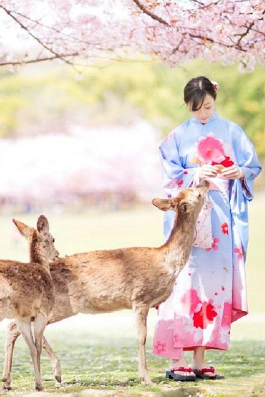 full-day-tour-of-kyoto-and-nara-unesco-heritage-highlights