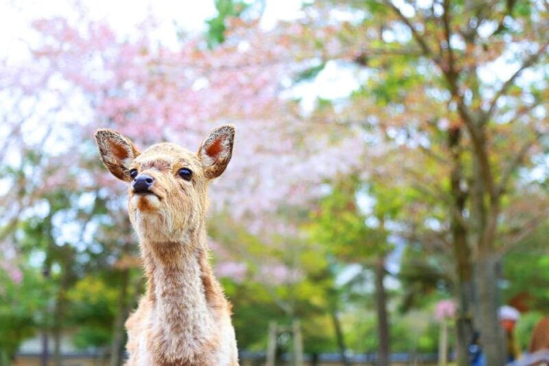 full-day-tour-of-kyoto-and-nara-unesco-heritage-highlights