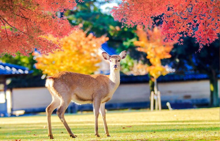 full-day-tour-of-kyoto-and-nara-unesco-heritage-highlights
