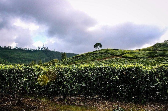 Full Day Tour Of Munnar With Lunch - FAQs