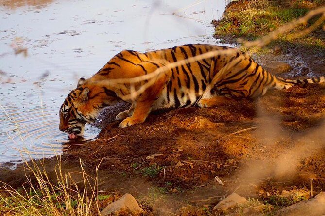 Full-Day Tour of Ranthambore from Jaipur - Inside the Tiger Reserve: What to Expect