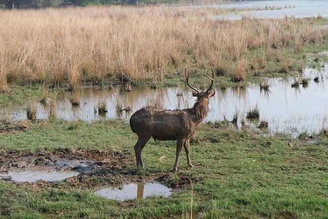 Full-Day Tour of Ranthambore from Jaipur - Practical Details: Price, Duration, and Group Size