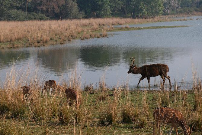 Full-Day Tour of Ranthambore from Jaipur - Who Is This Tour Best For?