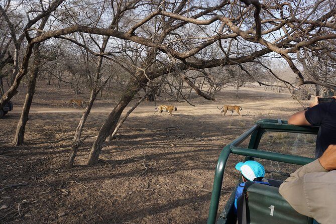 Full-Day Tour of Ranthambore from Jaipur - Final Thoughts