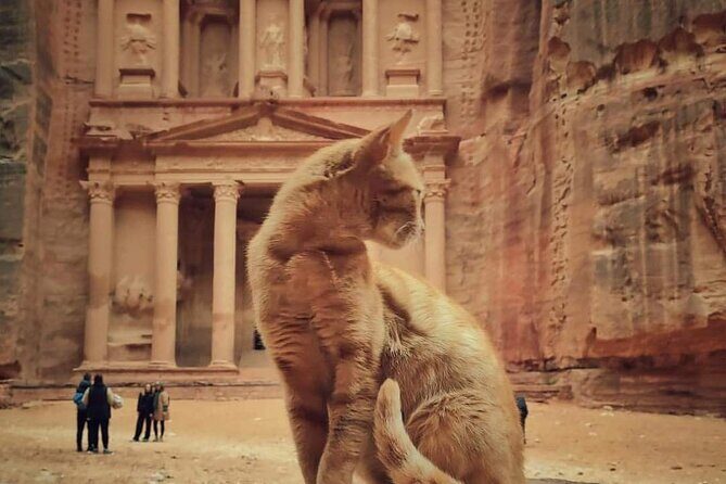 Full Day Tour Petra and wadi rum from Amman or Dead sea - The Value and Practical Aspects