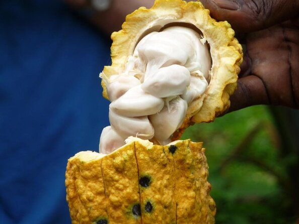 full-day-tour-popular-sites-grenada-belmont-estate-rain-forest-and-more