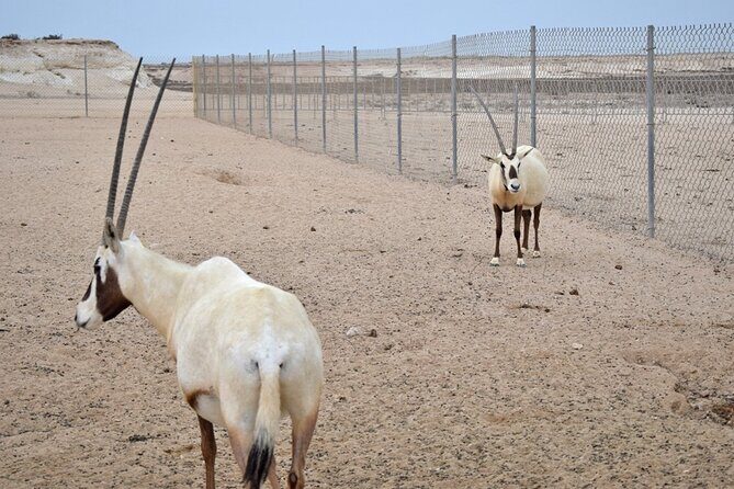 Full-Day Tour Qatar North And West - FAQ