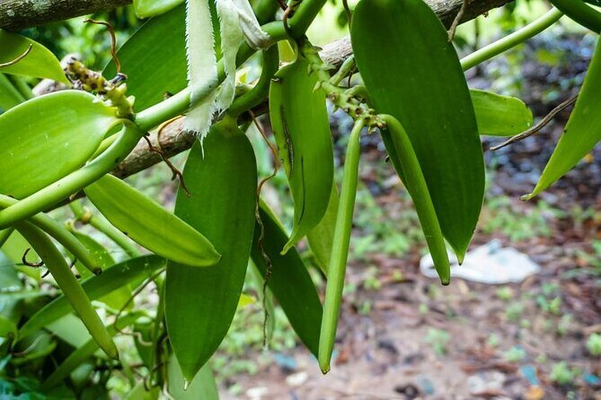 Full Day Tour Stone Town (City tour)+Prison Island and Spice Farm - Who Would Enjoy This Tour?