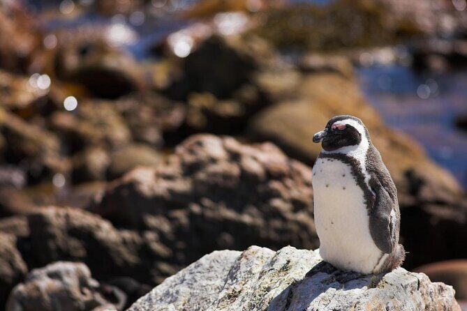 Full-Day Tour Stony Point Penguin Colony at Betty's Bay (up to 10 persons) - Key Points