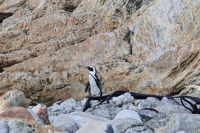 Full-Day Tour Stony Point Penguin Colony at Betty's Bay (up to 10 persons) - Detailed Review of the Betty’s Bay Penguin Tour