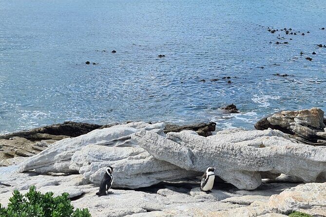Full-Day Tour Stony Point Penguin Colony at Betty's Bay (up to 10 persons) - The Sum Up