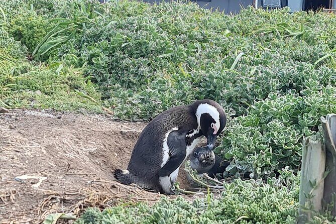 Full-Day Tour Stony Point Penguin Colony at Betty's Bay (up to 10 persons) - FAQ
