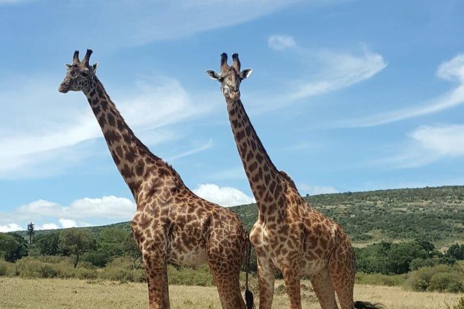 Full Day Tour to Amboseli National Park - Key Points
