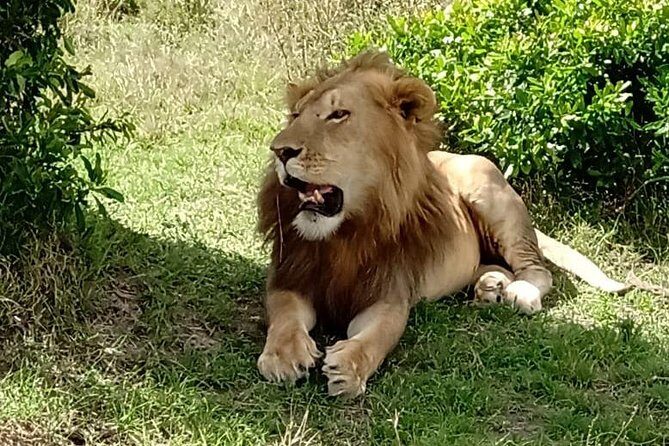 Full Day Tour to Amboseli National Park - An In-depth Look at the Amboseli National Park Full-Day Experience