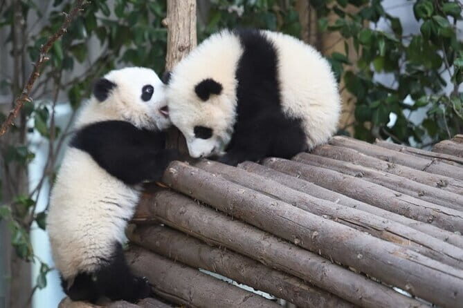 Full Day Tour to Chengdu Panda Centre and Sanxingdui Site - Exploring Chengdu’s Panda Breeding Research Base