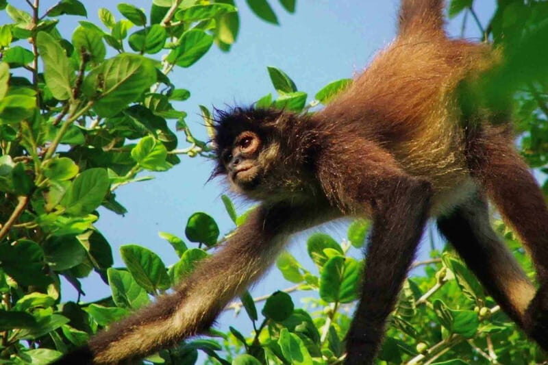 Full Day Tour to Cobá Ruins, Punta Laguna & Cenote - FAQs  
