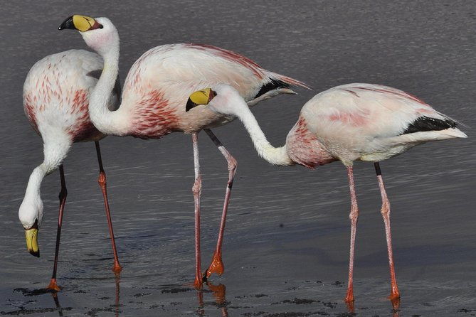 full-day-tour-to-laguna-de-los-pozuelos-from-tilcara