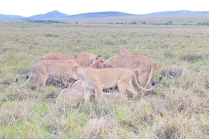 Full Day tour to Lake Nakuru National Park From Nairobi - What Makes This Tour Stand Out