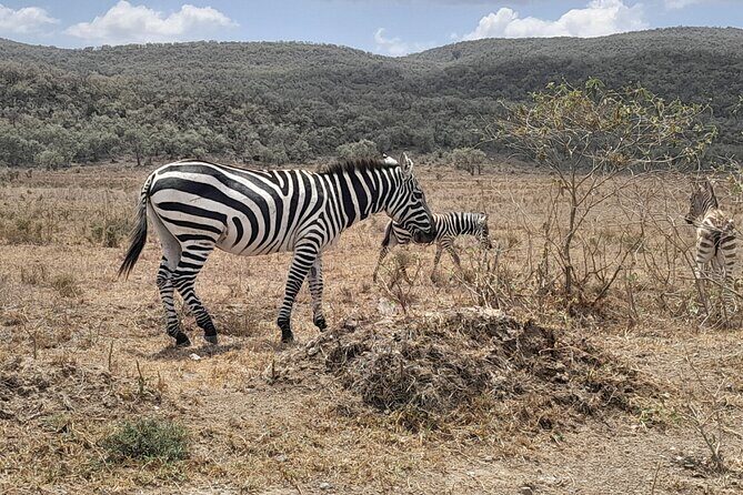 Full Day tour to Lake Nakuru National Park From Nairobi - Why This Tour Is a Great Choice