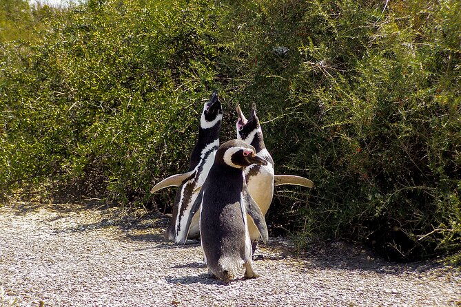 full-day-tour-to-punta-tombo-penguin-colony